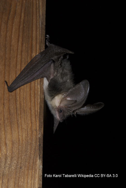 Alpen-Langohr (Plecotus macrobullaris)