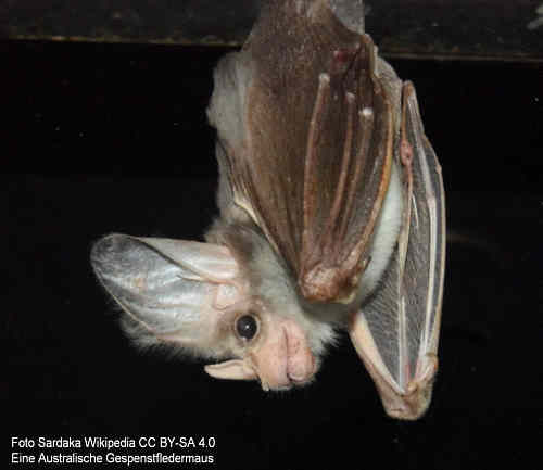Foto einer Australischen Gespenstfledermaus