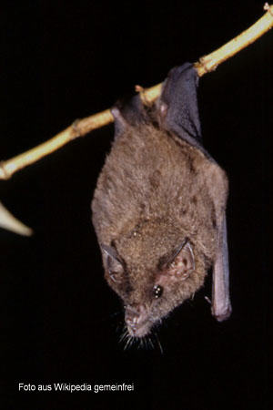 Bltenfledermaus (Glossophaginae)