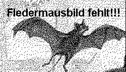 Amerikanische Gespenstfledermaus (Diclidurus)