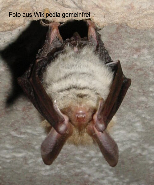 Bechsteinfledermaus (Myotis bechsteinii)