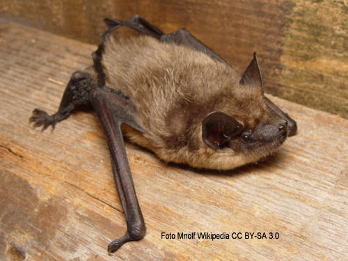 Breitflgelfledermaus (Eptesicus serotinus)