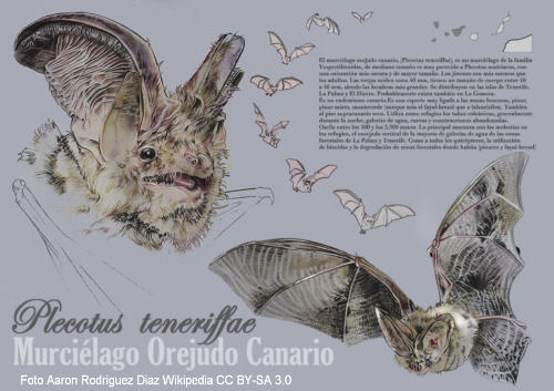 Kanaren-Langohrfledermaus (Plecotus teneriffae)