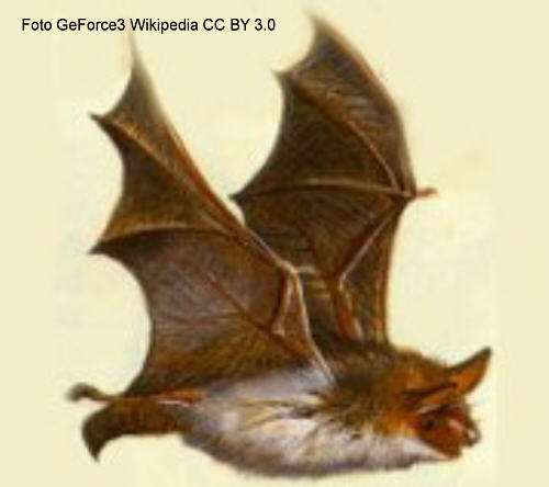 Kleines Mausohr (Myotis blythii)