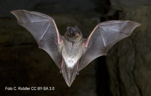 Mopsfledermaus (Barbastella barbastellus)