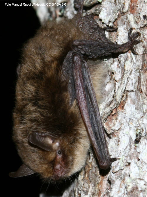 Nymphenfledermaus (Myotis alcathoe)