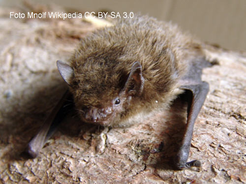 Rauhautfledermaus (Pipistrellus nathusii)