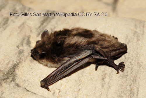 Teichfledermaus (Myotis dasycneme)