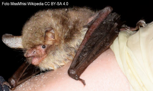 Fransenfledermaus (Myotis nattereri)