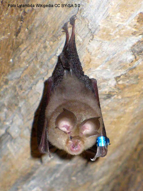 Kleine Hufeisennase (Rhinolophus hipposideros)