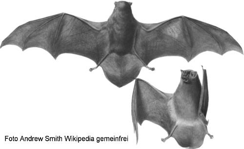  Langflgelfledermaus (Miniopterus schreibersi)