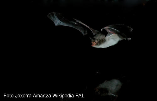 Langfufledermaus (Myotis capaccinii)