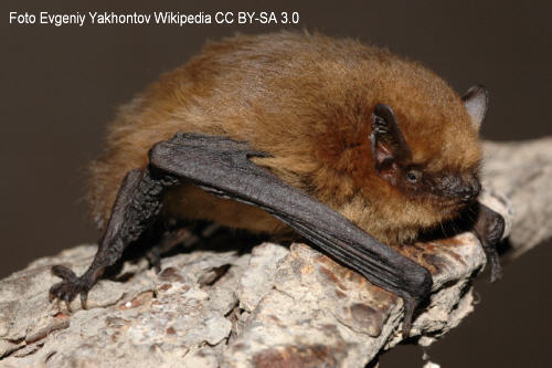 Mckenfledermaus (Pipistrellus pygmaeus)