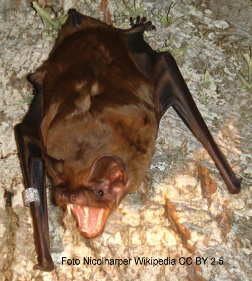 Riesenabendsegler (Nyctalus lasiopterus)