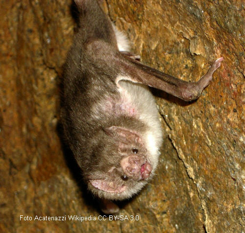 Vampirfledermaus (Desmodontinae)