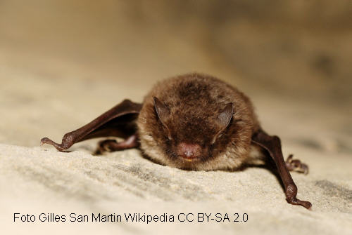 Wasserfledermaus