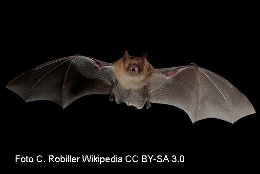 Wimperfledermaus (Myotis emarginatus)