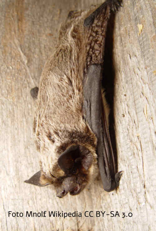 Zweifarbfledermaus (Vespertilio murinus)